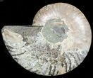 Agatized Ammonite Fossil (Half) #45517-1